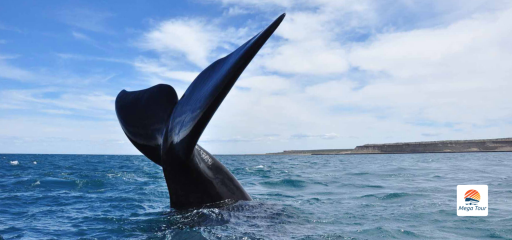 Saiba tudo sobre a Puerto Madryn com a Mega Tour e visite as praias da Argentina.